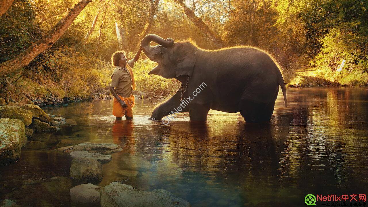 Netflix12月新片上架片单推荐2022《小象守护者》